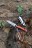 Уцененный товар Нож складной Roxon K2, сталь D2, (На чехле нет завязки(шнурка))оранжевый