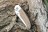 Нож складной Кизляр Ирбис клинок AUS-8, рукоять орех, стальные притины, 08010